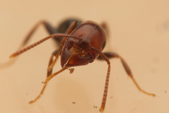 Melophorus pelecygnathus