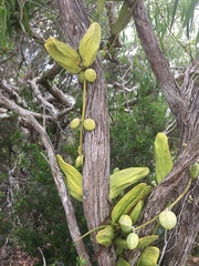 Dischidia major