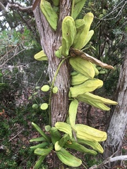 Dischidia major