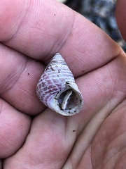 Micrelenchus purpureus