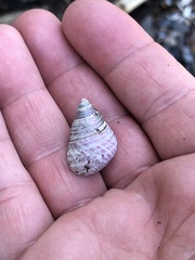 Micrelenchus purpureus