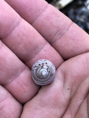 Micrelenchus purpureus