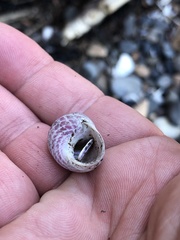 Micrelenchus purpureus