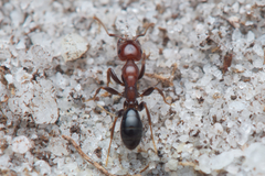 Melophorus pelecygnathus