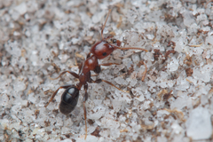 Melophorus pelecygnathus