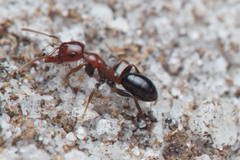 Melophorus pelecygnathus
