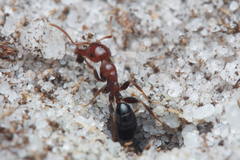 Melophorus pelecygnathus
