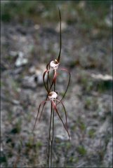 Caladenia chapmanii