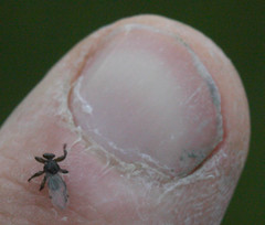 Lipoptena depressa