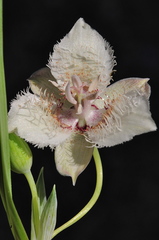 Calochortus westonii