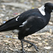 Eastern Black-backed Magpie - Photo (c) Anthony Katon, some rights reserved (CC BY-NC), uploaded by Anthony Katon