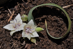 Calochortus westonii
