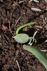 Calochortus westonii