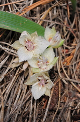 Calochortus westonii