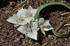 Calochortus westonii