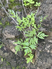 Doryopteris takeuchii