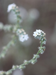 Cryptantha flaccida