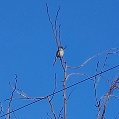 Aphelocoma californica