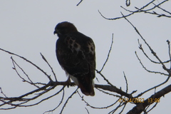 Buteo jamaicensis