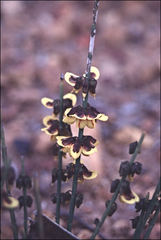 Sphaerolobium medium