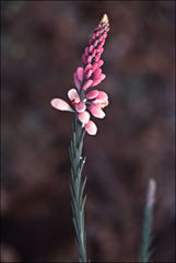 Comesperma virgatum