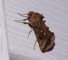 Autographa bimaculata