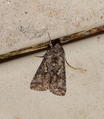 Syngrapha octoscripta