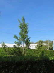 Juniperus bermudiana