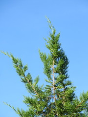 Juniperus bermudiana