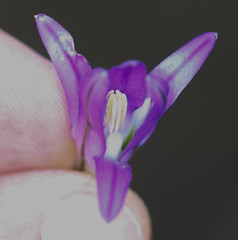 Brodiaea elegans elegans