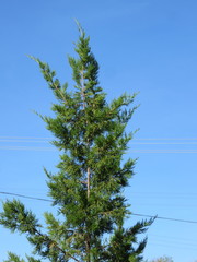 Juniperus bermudiana