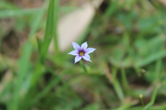 Sisyrinchium rosulatum