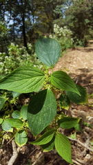 Trema micrantha