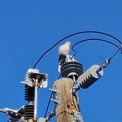 Streptopelia decaocto