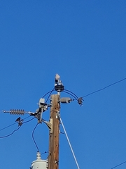 Streptopelia decaocto