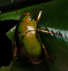 Anoplognathus smaragdinus