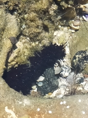 Holothuria leucospilota