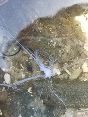 Holothuria leucospilota