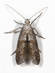 Epermenia cicutaella