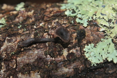 Craterellus boyacensis