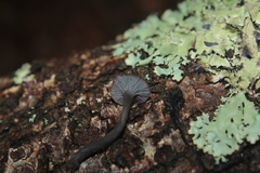 Craterellus boyacensis