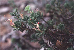Adenanthos meisneri