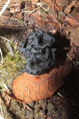 Craterellus boyacensis