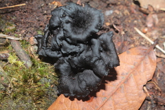 Craterellus boyacensis