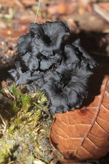 Craterellus boyacensis