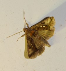 Autographa bimaculata