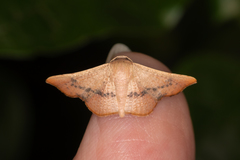Aglaopus centiginosa