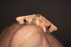 Aglaopus centiginosa
