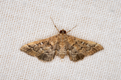 Nacoleia rhoeoalis