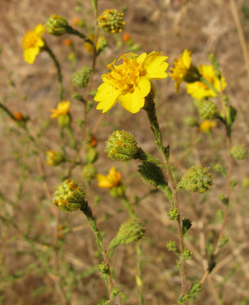 Heermann's tarweed